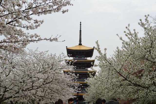 Cirerers en flor al voltant d'una pagoda a Wuhan, Xina, a la primavera
