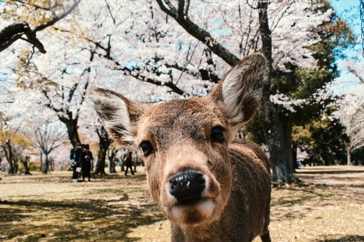 Nara Tour