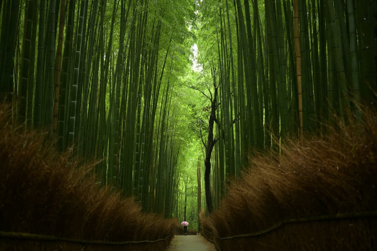 Kyoto City Tour