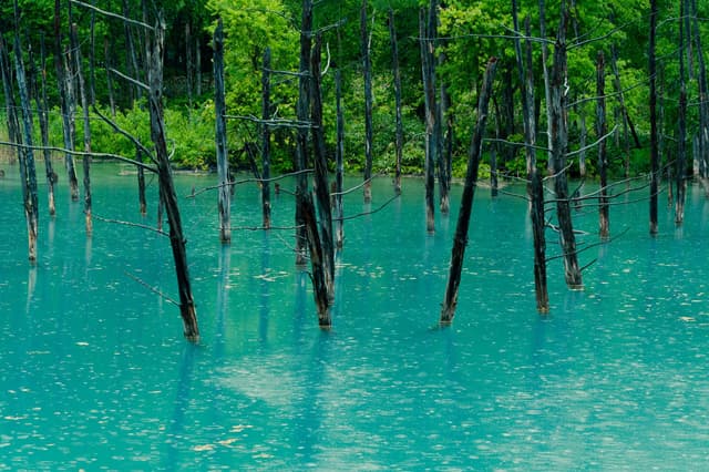 Agua turquesa y árboles secos del Estanque Azul cerca de Biei, Hokkaido