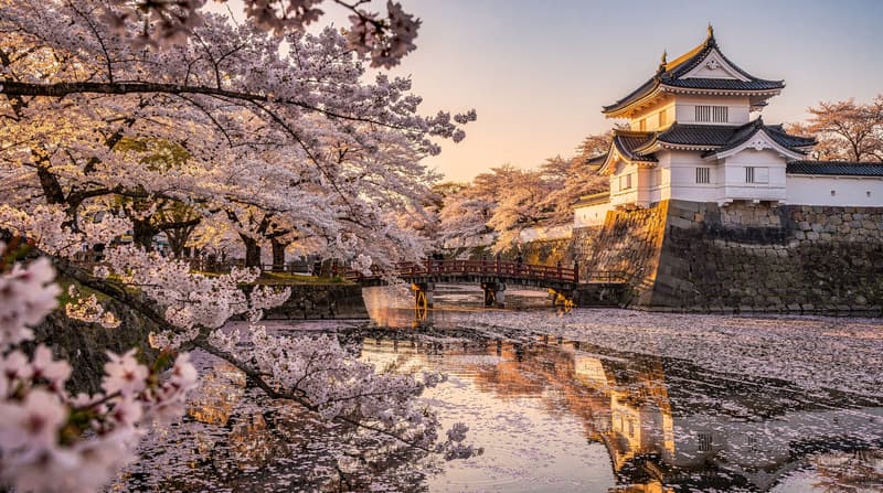 La temporada dels cirerers en flor al Japó: la guia completa del Hanami