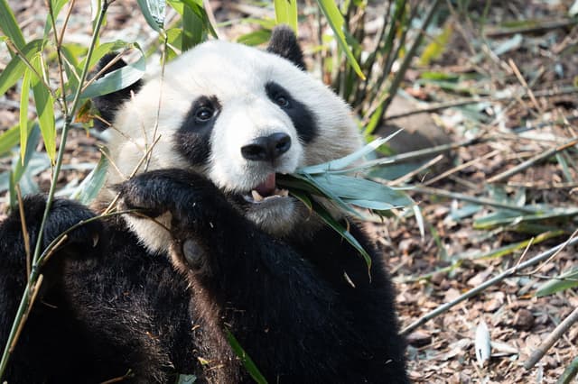 Panda gegant menjant bambú a Chengdu, Sichuan