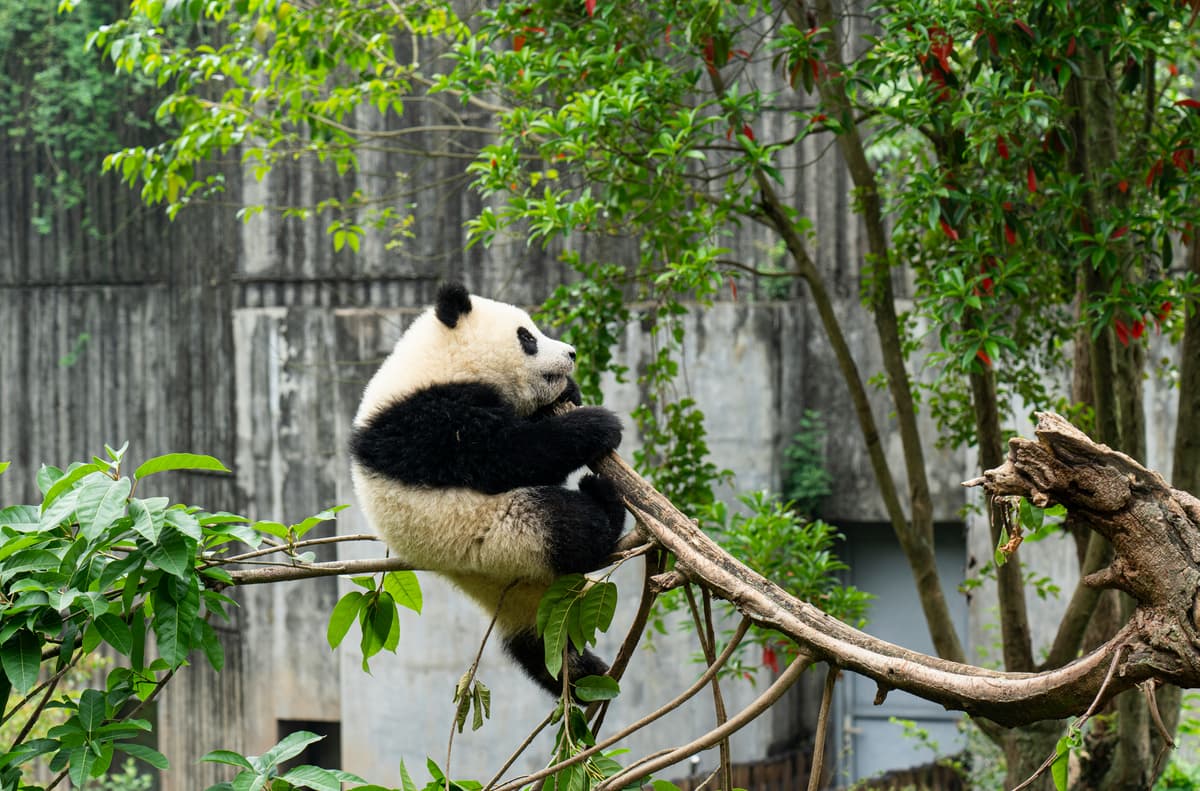 Panda Tour