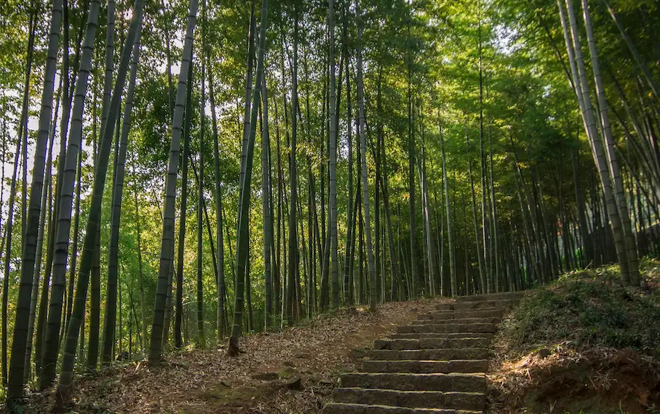 Bamboo Forest